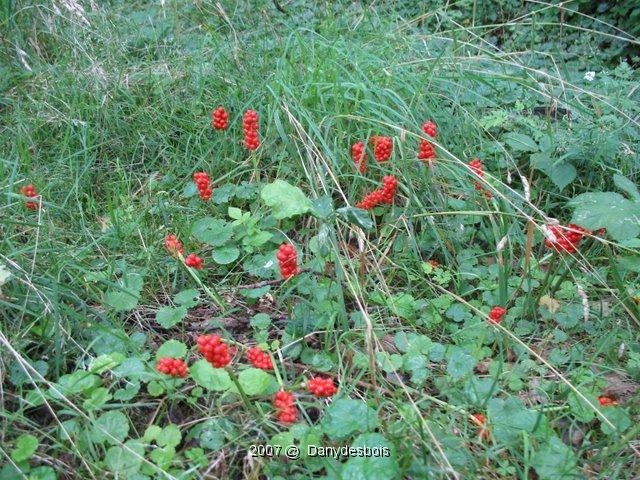 Petite Troupe D'arums En Fruits 2